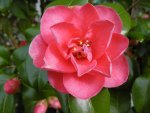 P1020297Camelia.jpg