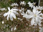 P1020294Sternenmagnolie.jpg