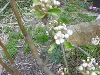 P1020293Sulenbirne.webp