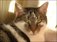 c044.webp