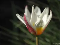 c045.webp