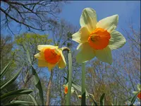 c046.webp