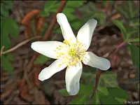 c050.webp