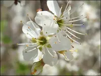 c052.webp