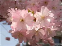 c054.webp