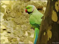 c056.webp
