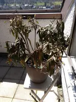 IMG_20180407_132108908.webp