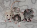 Ratten.jpg