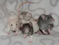 Ratten.webp