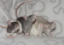 bbys.jpg
