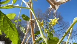 Tomate 17.03.2.webp