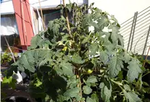 Tomate 17.03.5.webp