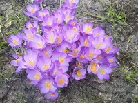 Bienenfreude.webp