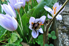 bumblebee (2).webp
