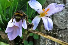 Bumblebee 2018 (2).webp