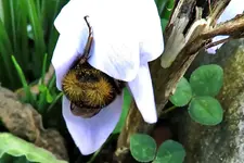Bumblebee 2018 (4).png