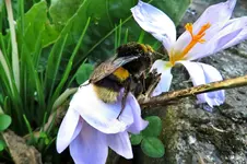 Bumblebee 2018 (6).webp