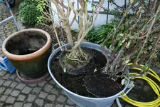 Umtopfen0318.webp