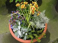 Herbst im Kübel2.webp