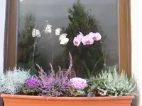 Herbstlicher Blumenkasten.webp