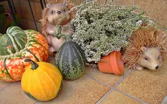 PICT6049.webp