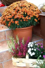CIMG5910.webp
