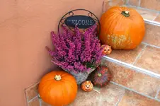 CIMG5913.webp