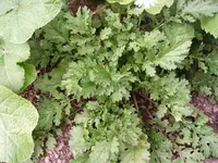 unbekannte Pflanze 002.webp
