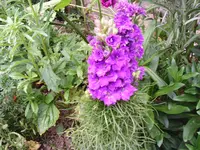 unbekannte Blume1.webp