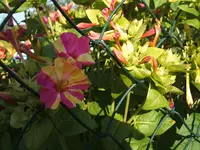 Garten 09.09 044.webp