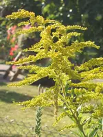 Garten 09.09 046.webp