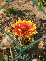Garten 09.09 047.webp