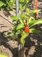 Garten 09.09 051.webp