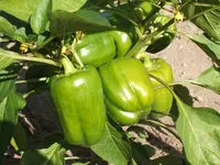 Garten 09.09 052.webp
