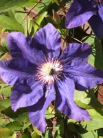 Garten 09.09 055.webp