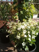 Garten 09.09 056.webp
