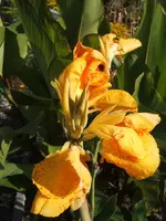 Garten 09.09 057.webp