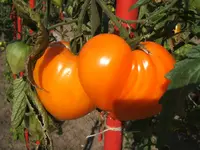 Garten 09.09 059.webp