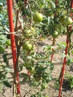 Garten 09.09 060.webp