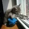 Katze Maschinengewehr.webp