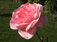 Garten 09.09 061.webp