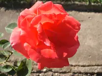 Garten 09.09 062.webp