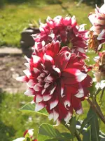 Garten 09.09 065.webp