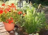 Garten 09.09 068.webp