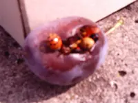 006.webp