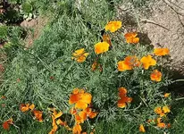 kalifornischer Mohn_klein.webp