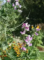 pinkfarbene Wicke im Hangbeet_klein.webp
