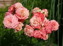 rosa Rose im Hangbeet2_klein.webp