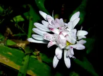 Gaensebluemchen-vom Winde verweht.... v.webp