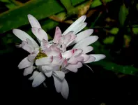 Gaensebluemchen-vom Winde verweht.... (1) v.webp